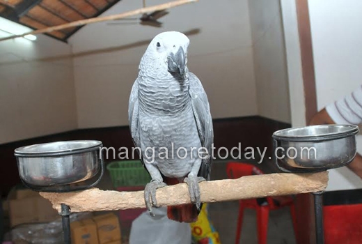 Birds, Frogs, dogs to the fore at  Pilikula wildlife week 1